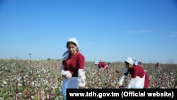 Most of Turkmenistan's cotton is harvested by hand.