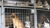 Якутия: в пункте передержки массово убили собак и кошек 