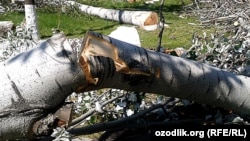 Дерево, которое срубили на улице Абдуллы Кадири в Ташкенте.