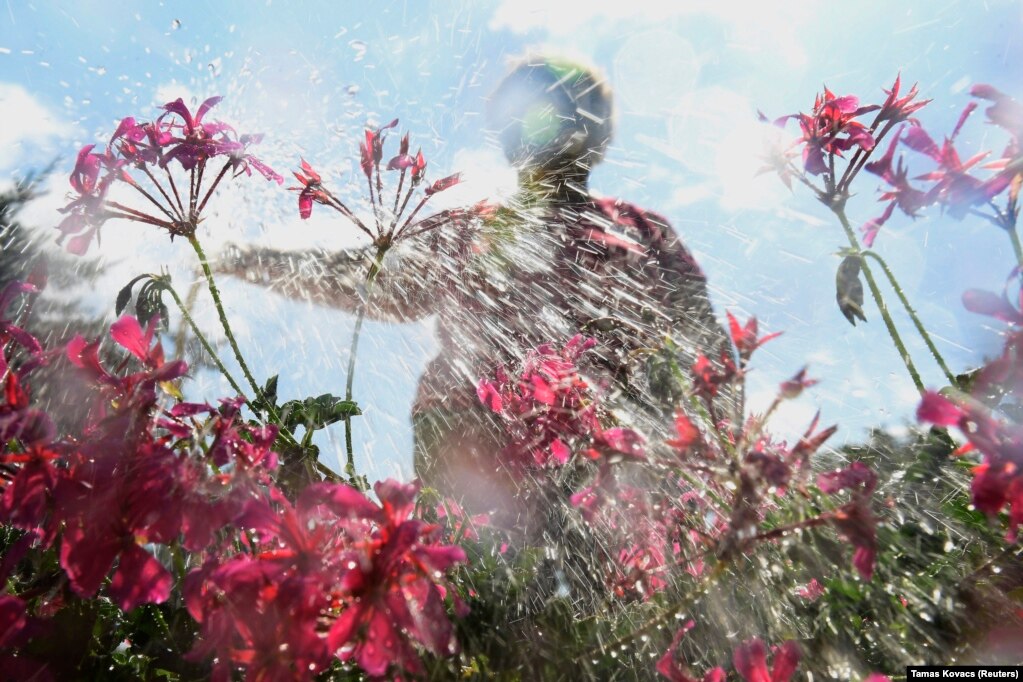 A woman waters chilli plants in her garden in Budapest. (epa/Tamas Kovacs)