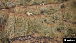 A crop from a photo by Jenny E. Ross of a polar bear climbing a cliff above the ocean at Ostrova Oranskie in Russia. The photo won a prize at the 55th World Press Photo contest. 