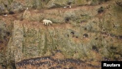A crop from a photo by Jenny E. Ross of a polar bear climbing a cliff above the ocean at Ostrova Oranskie in Russia. The photo won a prize at the 55th World Press Photo contest.