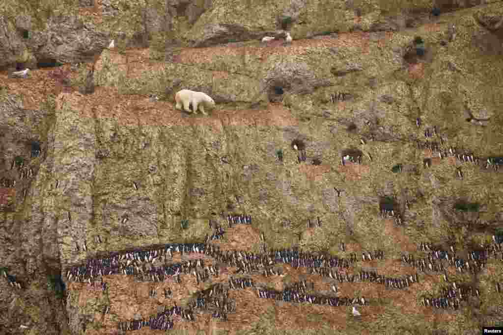 A male polar bear climbs precariously on a cliff above the ocean on the Russian island of Novaya Zemlya.&nbsp;Jenny E. Ross of the United States won first prize for this photo in the Nature Singles category. 