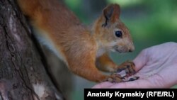 За даними міськради, сама білка померла, потерпілі проходять курс імунізації проти сказу