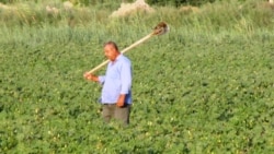 Bezeg suraty