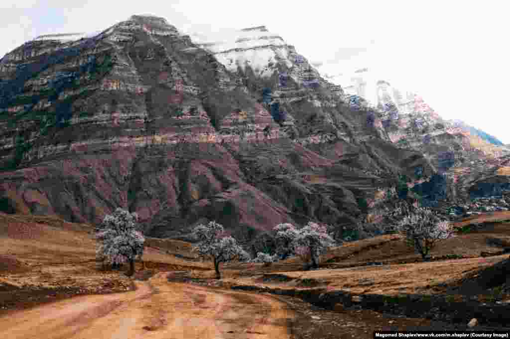 Spring blossoms and snow-capped mountains in the Shamil district of Daghestan. Shapiev admits that Daghestan was highly dangerous until three or four years ago, when the region was in the grip of an Islamist insurgency, but says it&#39;s now much safer. &nbsp; &nbsp;