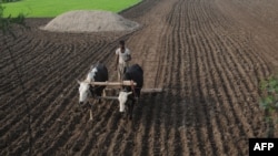 A farmer uses his bull to prepare the ground for rice plantation in Lahore.