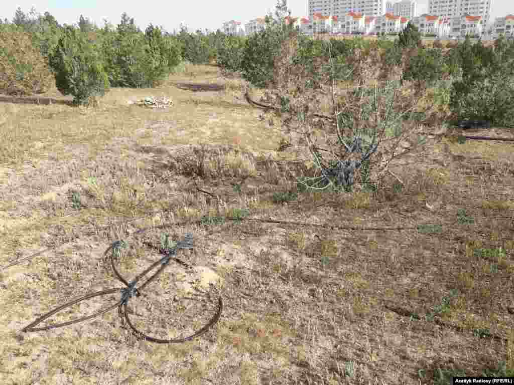 В рамках озеленительной программы высаживаются в основном хвойные деревья