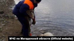 Нерпёнок в бухте Магаданской области