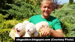 Олег Зубков с новорожденными белыми львятами в крымском сафари-парке «Тайган»