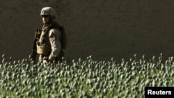 Американский морпех патрулирует местность в районе провинции Фара, Афганистан, 5 мая 2012 года