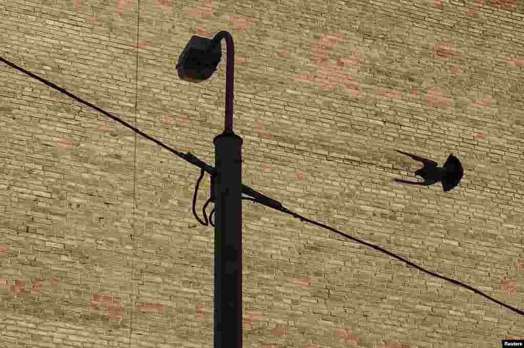 A pigeon flies past a streetlight in Kyiv, Ukraine. (Reuters/Gleb Garanich)