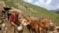 یکی از روستاهای نورستان (تصویر آرشیف)