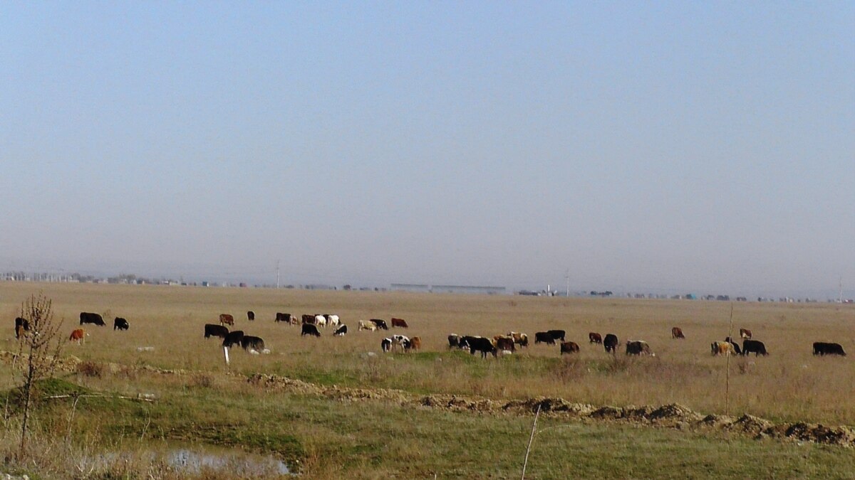 Производитель мяса из США рассматривает Казахстан как площадку для ...