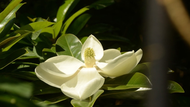 Ялта: в Никитском ботсаду – пик цветения магнолий (+фото)