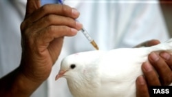 Китайские птицы уже познакомились с прививкой