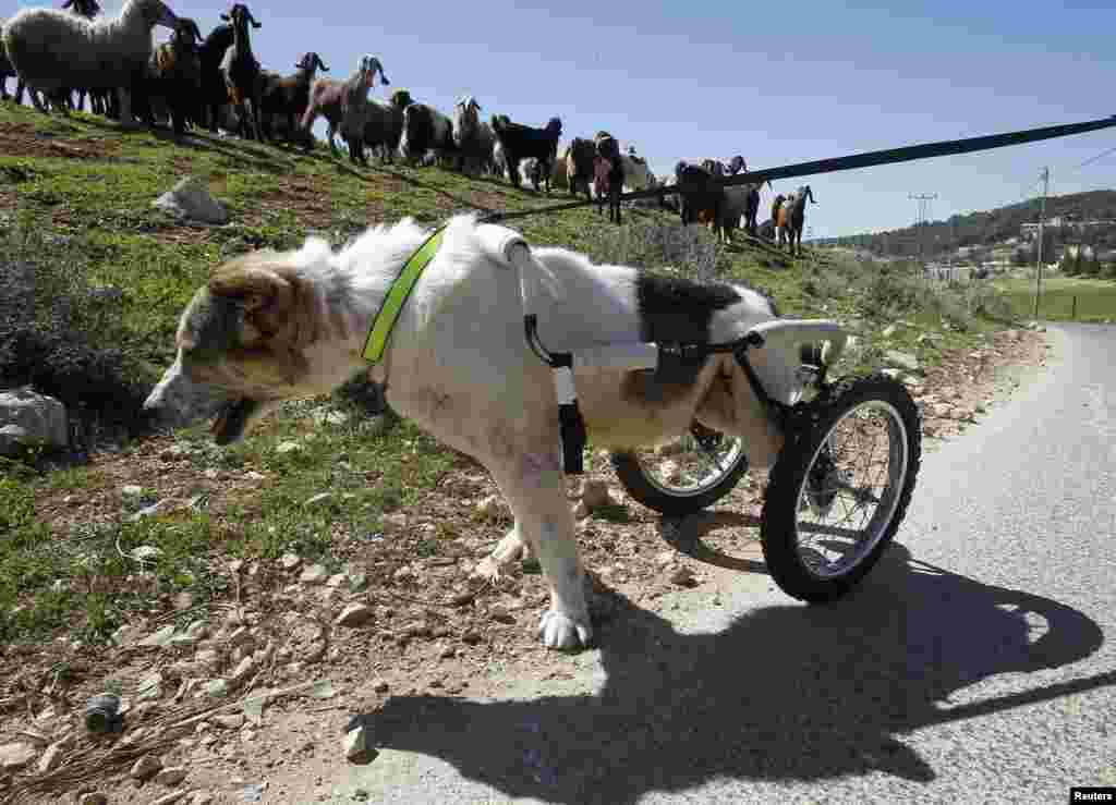 Abayed, a 6-year-old herding dog, walks with a specially made wheeled walking aid outside the Humane Center for Animal Welfare near Amman, Jordan. The dog, whose name means &quot;white,&quot; was hospitalized and treated after a bullet pierced his spine and paralyzed him two years ago. (Reuters/Ali Jarekji)
