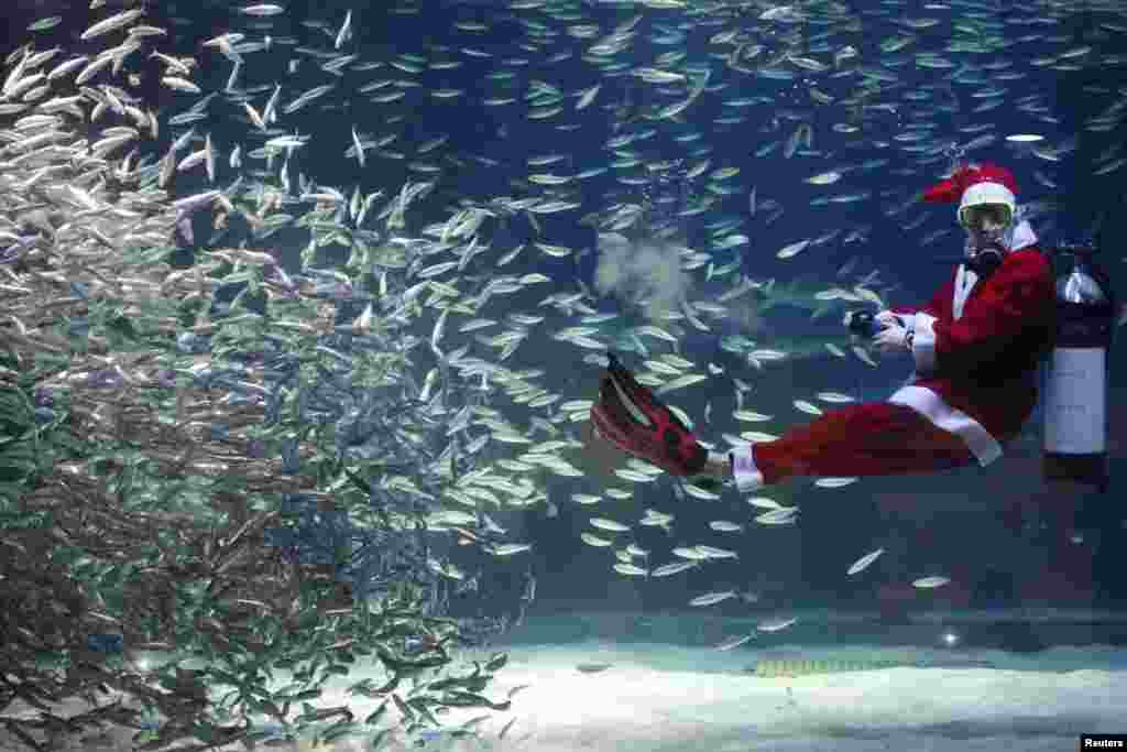 A diver dressed in a Santa Claus costume swims with sardines during a promotional event at the Coex Aquarium in Seoul. (Reuters/Kim Hong-Ji)