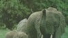Африканский слон (Loxodonta africana) – самое крупное из современных хоботных животных.