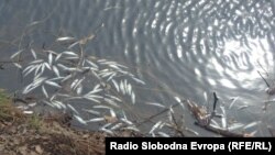 Изумрени плашици плутаат на површината на водата на каналот Студенчишта во Охрид.