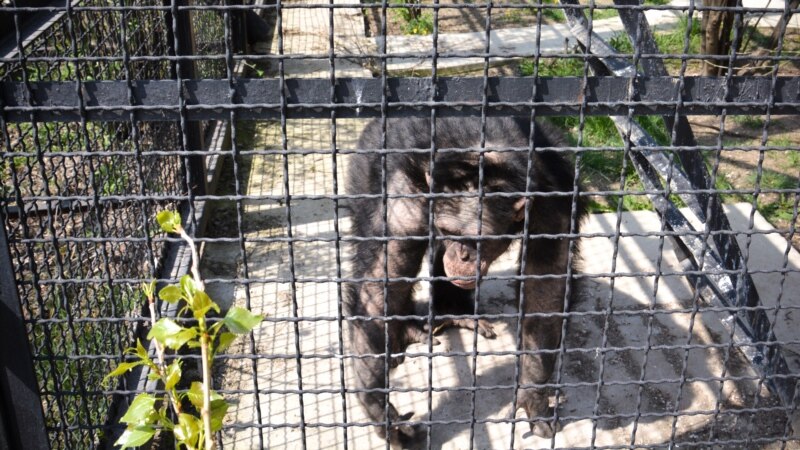 Сафари-парк «Тайган» пополнился четырьмя шимпанзе – Зубков (+видео)