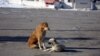 Корреспондент Азатлыка рассказал, что бездомные собаки не то, что не нападают на людей, даже не лают на них.