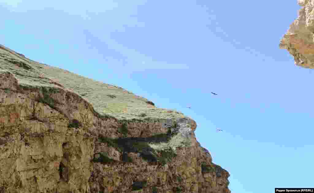 Eagles in Dagestan mountains, illustration