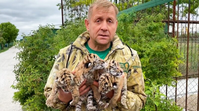 В крымском «Тайгане» снова пополнение – родились четыре амурских тигренка (+видео)