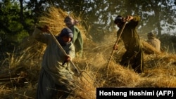 Afghan farmers harvest fresh wheat in a field in the Enjil district of Herat Province. (file photo)