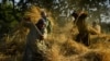 Afghan farmers harvest fresh wheat in a field in Herat Province. (file photo)