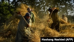 Afghan farmers harvest fresh wheat in a field in Herat Province. (file photo)