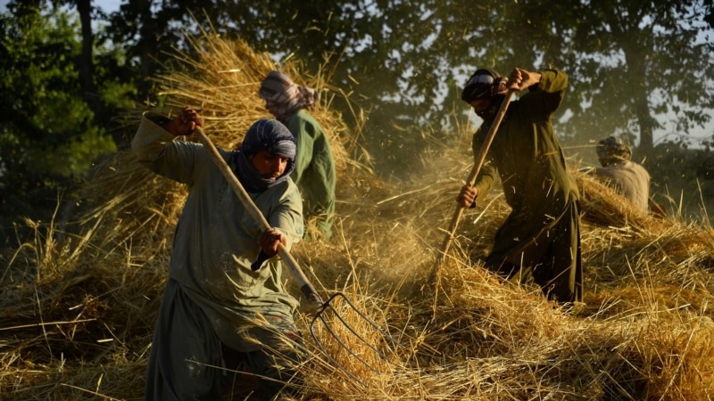 'Overwhelmed By Misery': Taliban's Harvest Tax Squeezes Impoverished Afghan Farmers