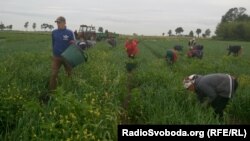 Українські заробітчани працюють на полі у польського фермера. Польща, 5 липня 2017 року