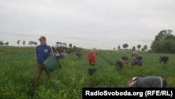 Muncitori străini la cules de căpșuni