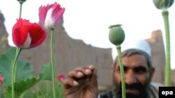کشت کوکنار در ولایت کابل - عکس از آرشیف