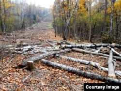 В Бутовском лесу разрешено вырубить почти 1600 деревьев