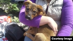 Этого щенка спасли. Фотография из сообщества "Забота о бездомных животных в Сочи"