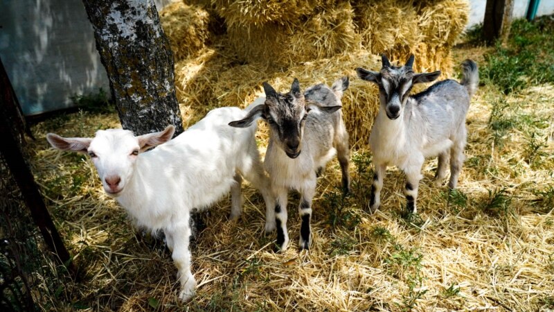 Забрана за увоз на овци и кози и производи од нив од Бугарија поради чума