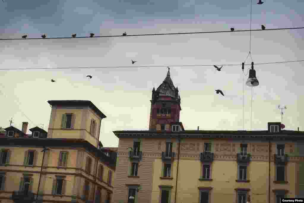 Птицы Болоньи