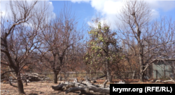 Деревья с опавшей листвой в Армянске