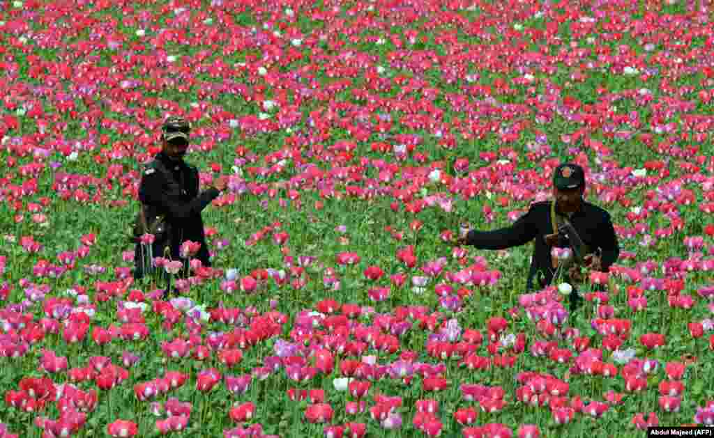 Pakistani security forces destroy opium poppy crops about 100 kilometers from Peshawar. (AFP/Abdul Majeed)