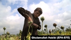 An Afghan boy extracts raw opium from poppy buds as the cultivation season of the banned crop started in Nangarhar in 2018.