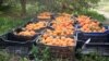 В статье под заголовком «Почему мандарины оказались на свалке?» автор пишет, что оранжевые плоды – это основной товар, который экспортируется сегодня из Абхазии на внешний рынок