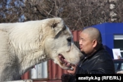 The Alabai is a Central Asian shepherd dog