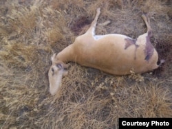Мертвый сайгак с отпиленными браконьерами рогами. Западно-Казахстанская область.
