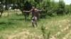 Таджикский фермер показывает руками масштабы нашествия саранчи