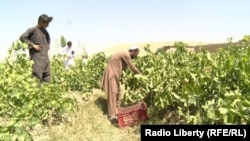 تصویر آرشیف: کاهش آفات نباتی باعث افزایش حاصلات انگور شده است