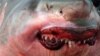 У берегов Южной Африки - очередное смертельное нападение акулы