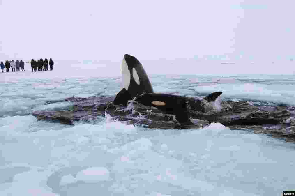 Two killer whales surface through amid the ice of Hudson Bay near the community of Inukjuak, Quebec. The whales are part of a pod of several that are trapped in the sea ice of the Hudson Bay. (Reuters)