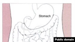 Схема пищеварительного тракта человека: желудок (stomach), толстая кишка (colon), rectum (прмая кишка). Изображение подготовлено United States Federal Government. Wikipedia